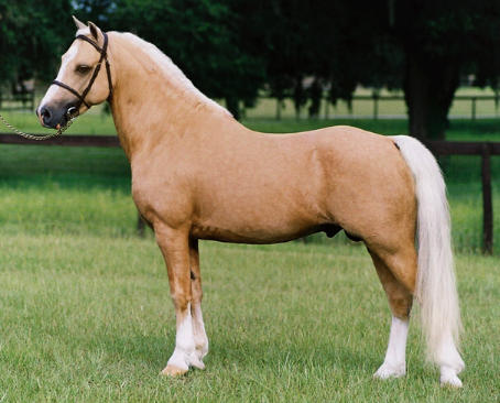 palomino.jpg